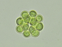 Microcystis
(c) Thijs Frenken