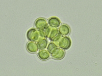 Microcystis
(c) Thijs Frenken